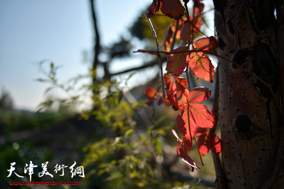 天津市蓟县石龙峡风景名胜区云顶山庄红叶摇曳