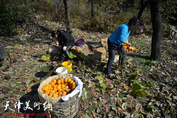 石龙峡的柿子熟了