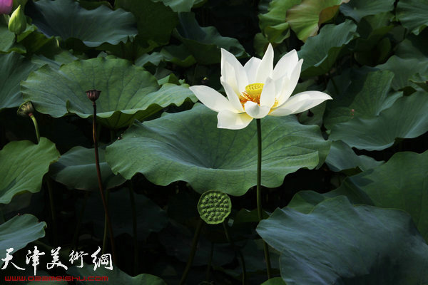 “江北水乡”台儿庄古城美景