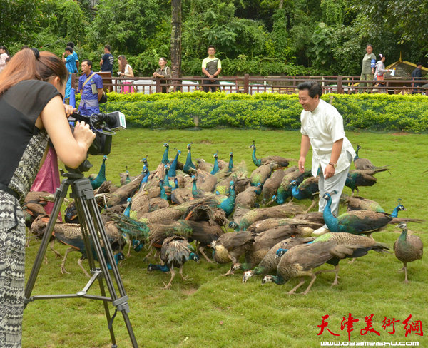 著名画家画家李锐钧深入西双版纳原始森林公园孔雀栖息地采风。