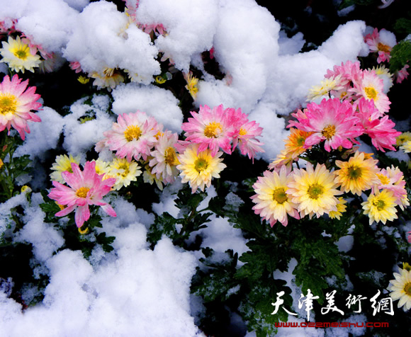 霍然摄影作品《雪中冷艳》