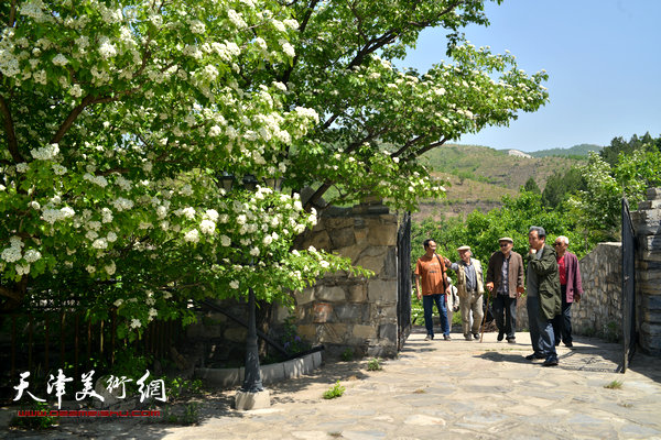 长城书画院薊县创作基地一树山楂花迎接九老的到来。