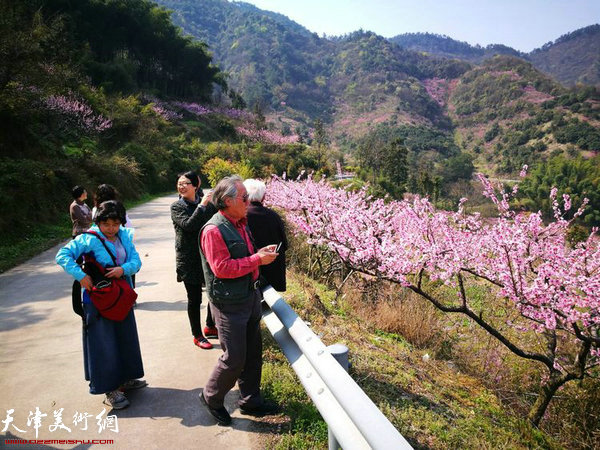 遍布括苍山的桃花沁人心脾