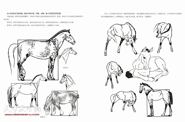 《春虎谈马》之画马百问书影。