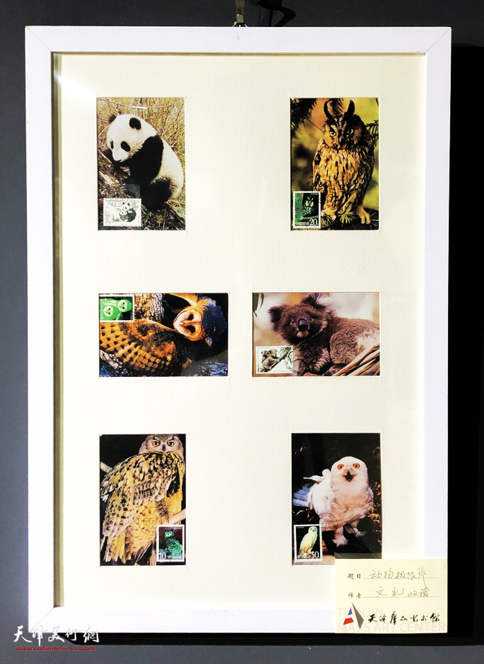 “津彩·明信片漂流记”展出明信片作品：动物极限片。