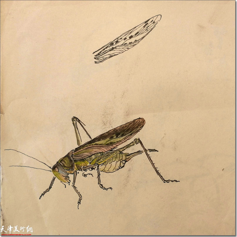 草虫写生画稿 1972年
