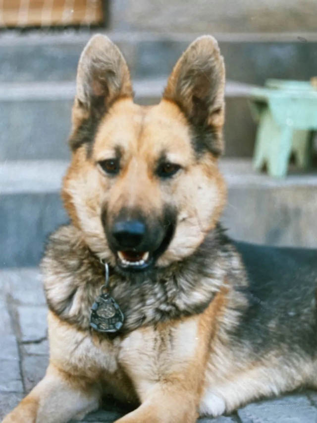 这只纯种的德国青背犬是我见过最聪明、最勇猛的犬